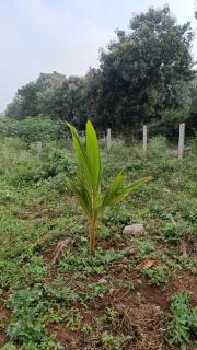 Electronic City Cottage - 4