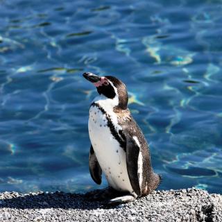 LA CASA DEL LIMONERO - Puerto Madryn - 8