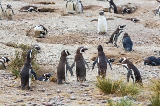 LA CASA DEL LIMONERO - Puerto Madryn - 6