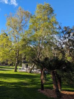 Weldborough Hotel - Weldborough - 6