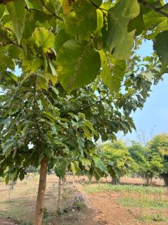 Gypsy Stays- Aakhet Farms - 7