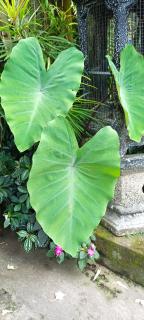 UMAH BALI SUNRISE HOMESTAY - Bebandem - 0