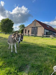 Vakantiewoning - Ter Douve - 9