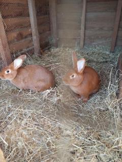 La petite maison - 6