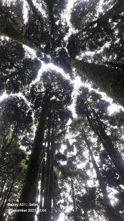 Montavilla Eden Homestay Sittong - Kurseong - 2
