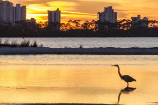 Palacio #1605 - Pensacola - 7