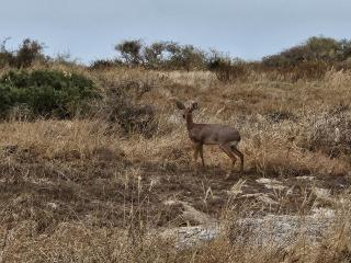 The Dutch Corner house - Langebaan - 9