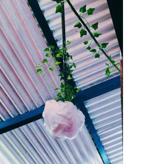 Poetry Garden Bocas Town Colon Island- Deluxe Bungalow Cabin-AC-Enjoy the Night Life - 1