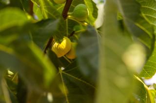 AGACH Aparts-Savran - Milas - 2