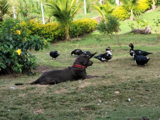 321 Surprise Beach house and Glamping - Providencia - 7