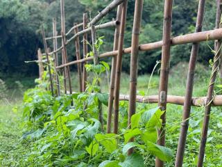 Punpawn Farm-stay Villa B - Ban Pa Daet - 9
