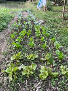 Punpawn Farm-stay Villa B - Ban Pa Daet - 1