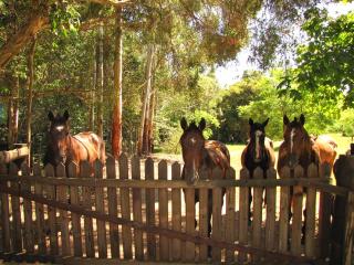 Kings Creek Retreat - Krambach - 8