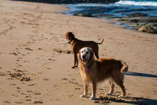Bay Retreat Apollo Bay - Dog Friendly - Wifi - Apollo Bay - 6