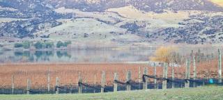 Glamping Dome - Rosé - Cromwell - 2