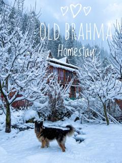 Old Brahma Homestay - Kalgha - 4