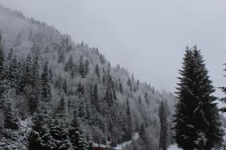 Căsuța de lângă pădure - Moieciu de Sus - 6