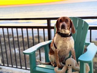 Oceanfront 3br/2ba Dog Friendly - Myrtle Beach - 4