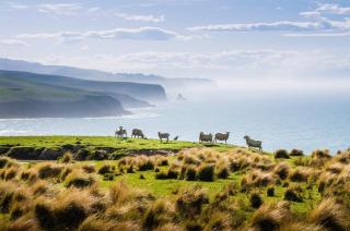 Annandale Coastal Farm Escape & Luxury Villa Collection - Akaroa - 3