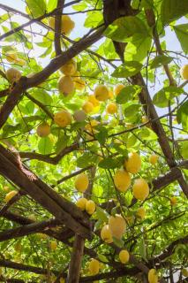 Hotel Margherita - 9