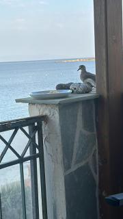 Mystegna Beach Appartement - Skala Mistegnon - 5