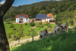Grünewaldhof in Rimbach im Odenwald - 7
