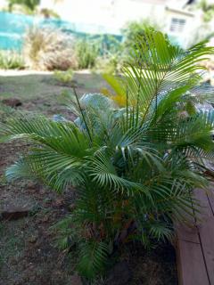 La caza Meliss - Saint-Gilles-les-Bains - 6