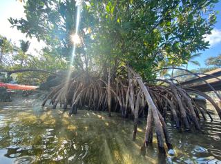 Sunset Cove Beach Resort - Key Largo - 1