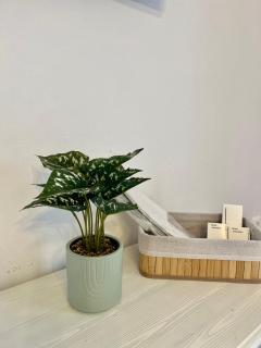 Aleria Central Apartment 2 - Naxos Chora - 7
