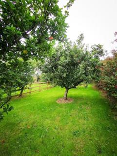 Orchard Cottage - 1