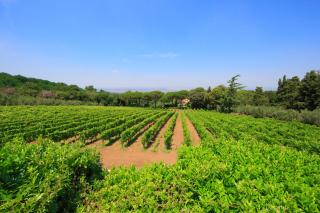 Frascati Country House - Grottaferrata - 2