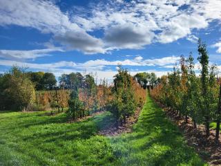 Charming and cosy ART DECO house in old historic farm with private natural pool and gardens with hiking and cycling trails nearby - Saint-Trond - 4