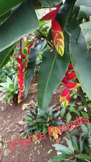 CAMPING le fruit de la passion - Saint-Louis - 0