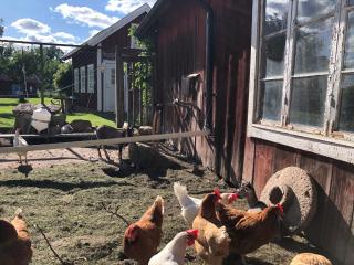 Äventyrsgårdens Vandrarhem, Kinnekulle - Källby - 4