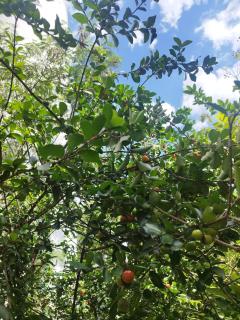 Chácara presente de Deus Rua dos arcanos, 150 - Mailasqui, São Roque - SP - 3