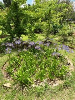 Collett House and Lavender Cottage - Clarens - 5