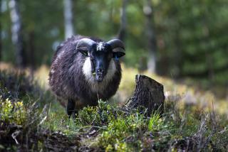 Chill cabin - fantastic view and nice hiking area - 6
