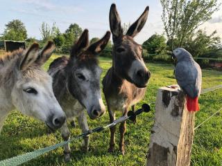 Maison de charme en Berry près d'un golf & spa, jardin d'hiver, vélos, animaux bienvenus - tout inclus - FR-1-591-332 - Pouligny-Notre-Dame - 4
