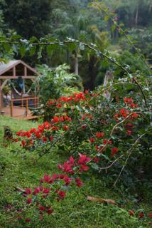 El Yunque Waterfalls Romantic Stay at Casa Parcha - 7