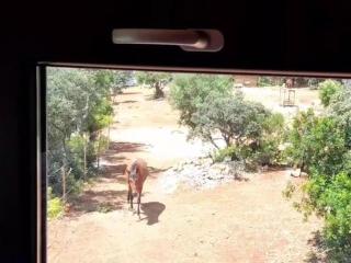 Tiny House Horses Hbergement Atypique Loul - Loulé - 7