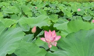 Nice homestay in Ninh Binh - 8