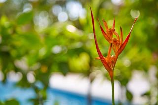 Living Hotel - Nosara - 3