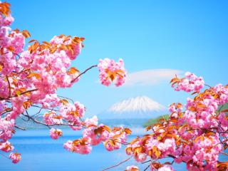 Hotel Cocoa - Vacation STAY 05776v - Sakura - 1