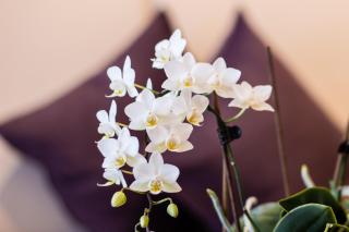 Haus Romantica - Nauders - 2
