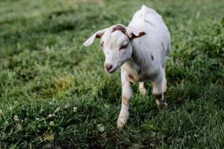 Hideaway Farmlet Romantic Cottage with Miniature Goats - Penguin - 4