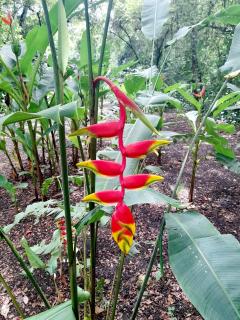 Jardines del Golfo - 2