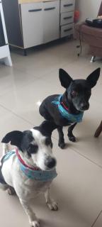 Woody House Chalé - 8