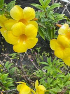 Sale’aula Lava Studio Apartment - 2