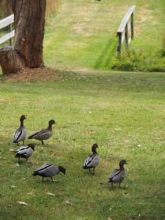 Iluka Retreat Glamping Village & Group Lodge Accommodation - 1
