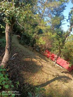 Whispering Deodar Heaven - Rānīkhet - 2